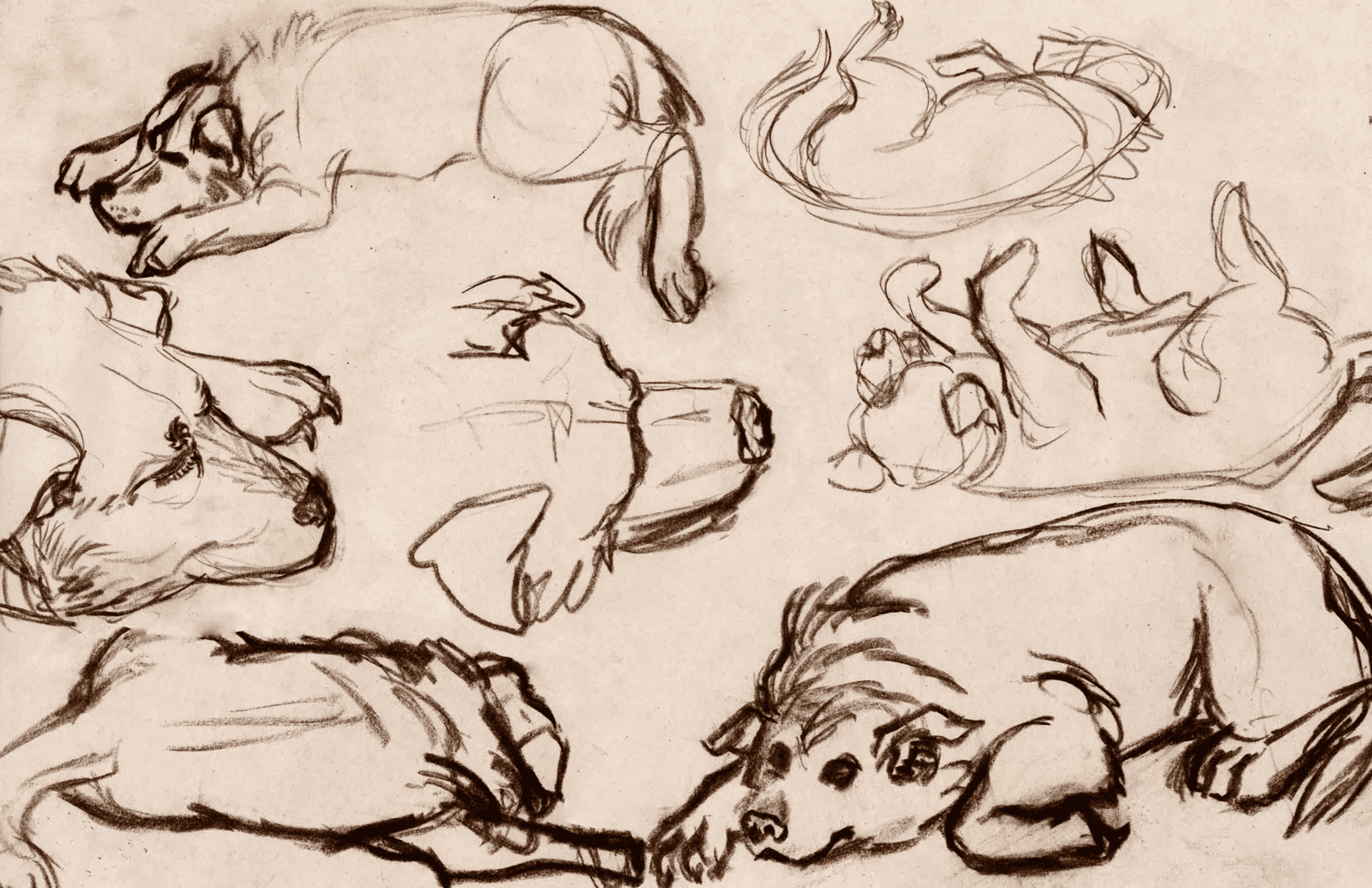 Sketches of a dog in various sleeping and resting positions drawn on a beige paper background.